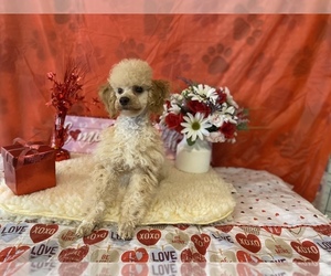 Poodle (Toy) Puppy for sale in WINSTON SALEM, NC, USA