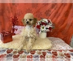 Small Photo #1 Poodle (Toy) Puppy For Sale in WINSTON SALEM, NC, USA