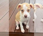 Small #8 German Shorthaired Lab