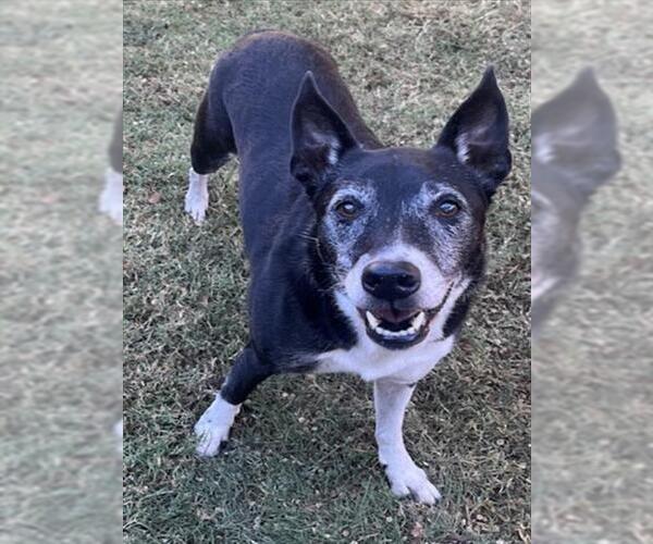 Medium Photo #4 Border Collie-Unknown Mix Puppy For Sale in Plano, TX, USA
