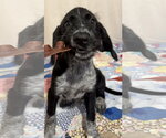 Small #2 German Wirehaired Pointer Mix