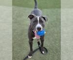 Small American Pit Bull Terrier Mix
