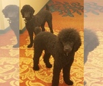 Small Photo #1 Poodle (Standard) Puppy For Sale in MONROEVILLE, PA, USA