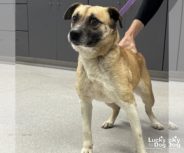 Medium Photo #3 Mutt Puppy For Sale in Washington, DC, USA