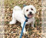 Small #6 Maltese