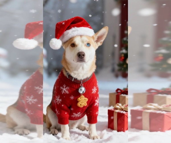 Medium Photo #2 Siberian Husky-Unknown Mix Puppy For Sale in Westwood, NJ, USA