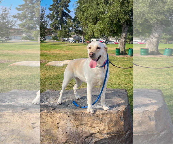 Medium Photo #2 Labrador Retriever-Unknown Mix Puppy For Sale in San Diego, CA, USA