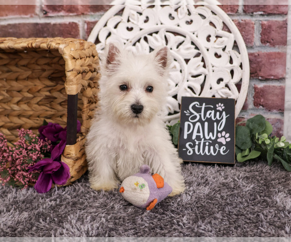 Medium Photo #6 West Highland White Terrier Puppy For Sale in SYRACUSE, IN, USA