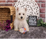 Small #5 West Highland White Terrier