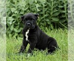 Small #3 Cane Corso
