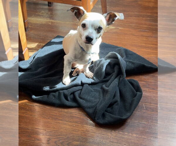 Medium Photo #3 Beagle-Chihuahua Mix Puppy For Sale in Princeton, MN, USA