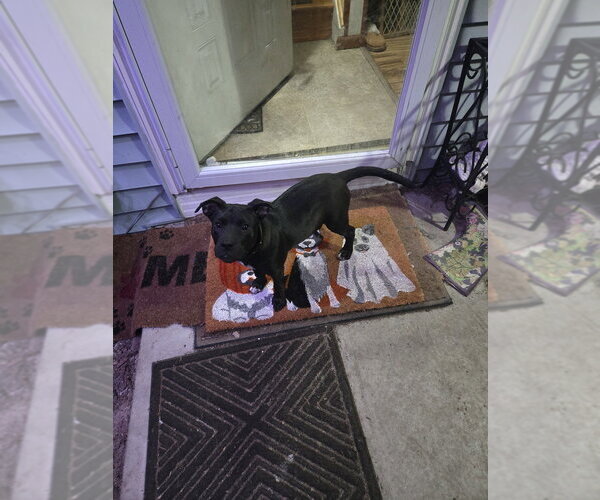 Medium Photo #6 Labrador Retriever-Unknown Mix Puppy For Sale in Springdale, PA, USA