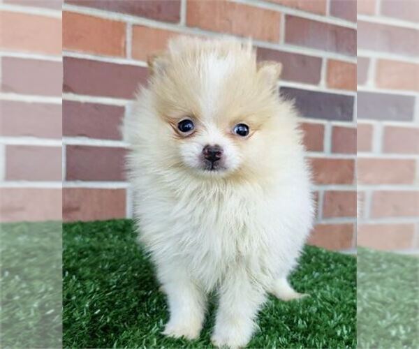 Medium Photo #5 Pomeranian Puppy For Sale in NEW YORK, NY, USA