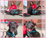 Small #11 American Pit Bull Terrier-American Staffordshire Terrier Mix