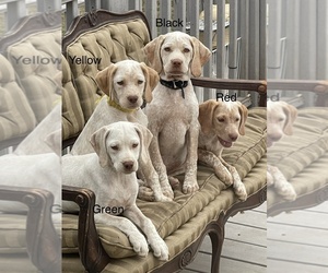 Bourbonnais Pointer Puppy for sale in BRANDON, SD, USA