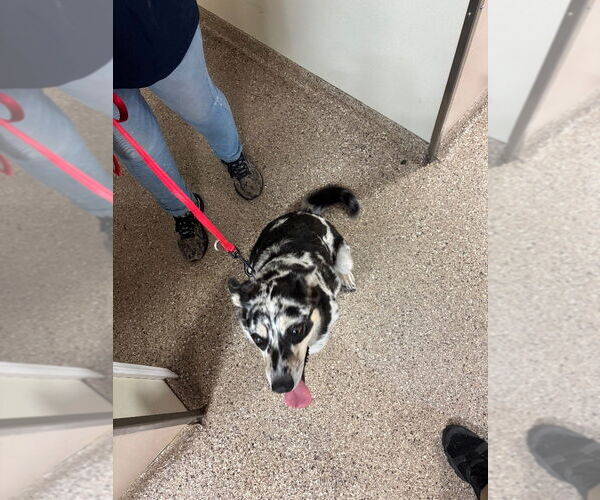 Medium Photo #1 Australian Shepherd-Catahoula Leopard Dog Mix Puppy For Sale in Great Bend, KS, USA