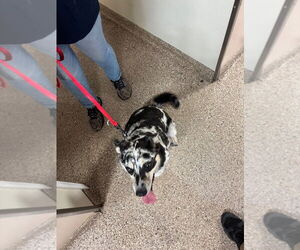 Australian Shepherd-Catahoula Leopard Dog Mix Dogs for adoption in Great Bend, KS, USA