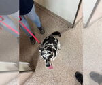 Small Australian Shepherd-Catahoula Leopard Dog Mix