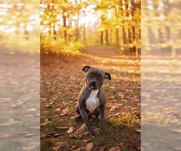 Medium Photo #1 Mutt Puppy For Sale in Belleville, IL, USA