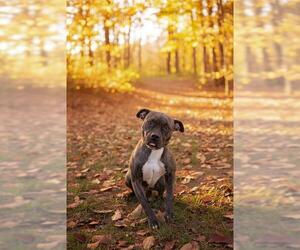 Mutt Dogs for adoption in Belleville, IL, USA