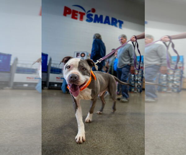 Medium Photo #8 American Pit Bull Terrier-Unknown Mix Puppy For Sale in Rustburg, VA, USA