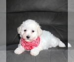 Small Photo #4 Bichon Frise Puppy For Sale in BECKS MILLS, OH, USA