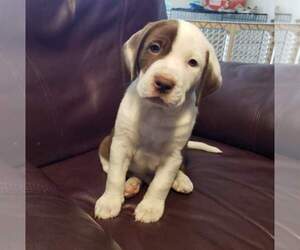 Puppy for sale in LAKELAND, FL, USA