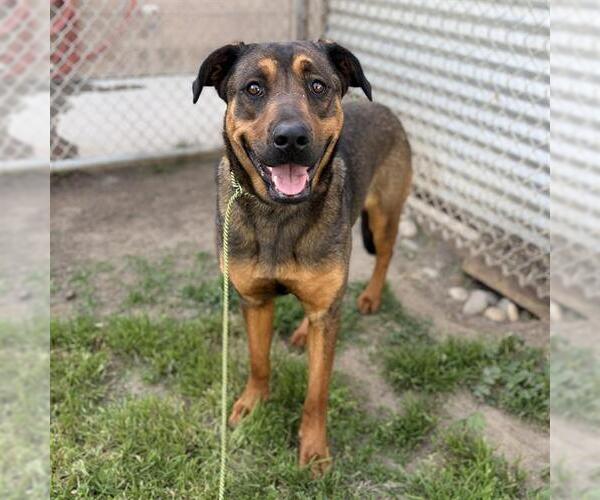 Medium Photo #1 Shepweiller Puppy For Sale in Modesto, CA, USA