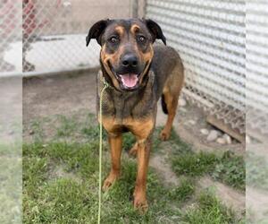 Shepweiller Dogs for adoption in Modesto, CA, USA