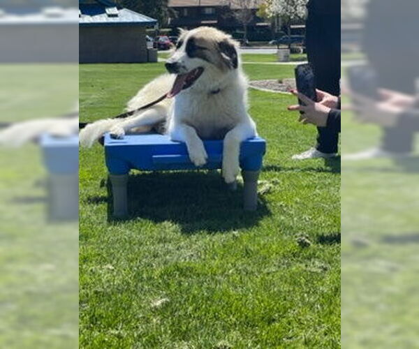 Medium Photo #12 Anatolian Shepherd-Unknown Mix Puppy For Sale in Dana Point, CA, USA