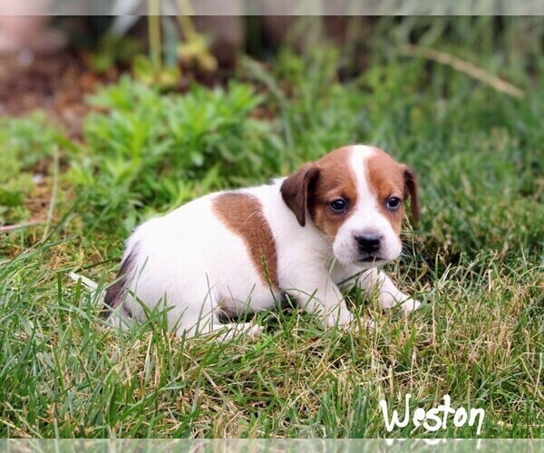 Medium Photo #2 Beabull-Jack Russell Terrier Mix Puppy For Sale in NAPPANEE, IN, USA