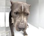 Small Staffordshire Bull Terrier