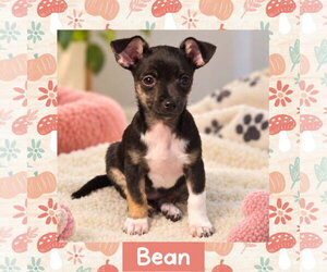 Chihuahua-Unknown Mix Dogs for adoption in Littleton, CO, USA