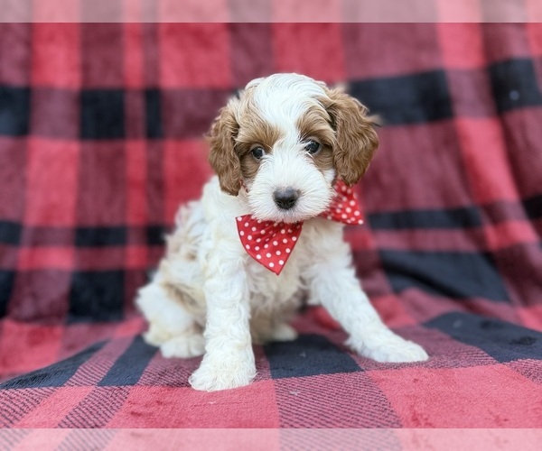 Medium Photo #8 Cavapoo (Miniature) Puppy For Sale in LAKELAND, FL, USA