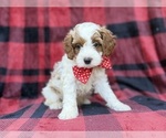 Duke - Male Cavapoo (Miniature) Puppy for Sale - Photo #8