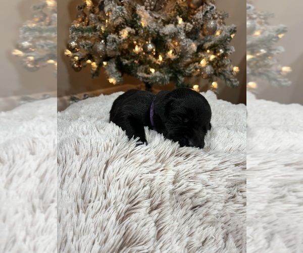 Medium Photo #11 Labrador Retriever Puppy For Sale in DAVEY, NE, USA