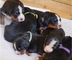 Small Photo #4 Bernese Mountain Dog Puppy For Sale in PAXTON, IL, USA