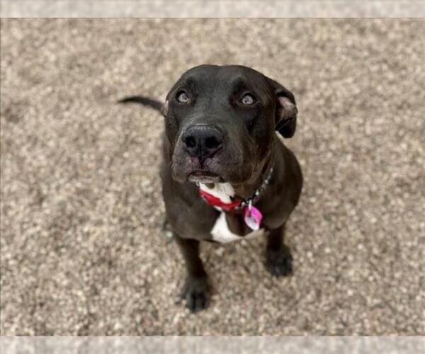 Medium Photo #1 Mutt Puppy For Sale in Fort Collins, CO, USA