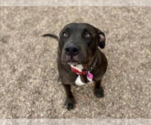 Mutt Dogs for adoption in Fort Collins, CO, USA