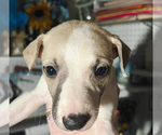 Small Photo #3 Whippet Puppy For Sale in OVERTON, TX, USA