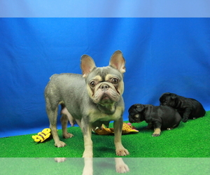 Mother of the French Bulldog puppies born on 01/23/2024