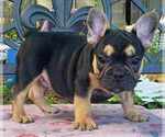 Image preview for Ad Listing. Nickname: French Bulldog