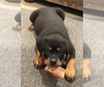 Small Rottweiler