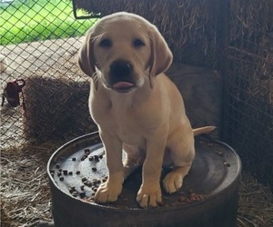 Medium Labrador Retriever