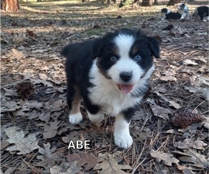 Australian Shepherd Puppy for sale in EAGLE POINT, OR, USA