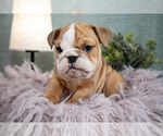 Small English Bulldog