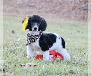 Poodle (Toy) Puppy for sale in AVALON, MO, USA