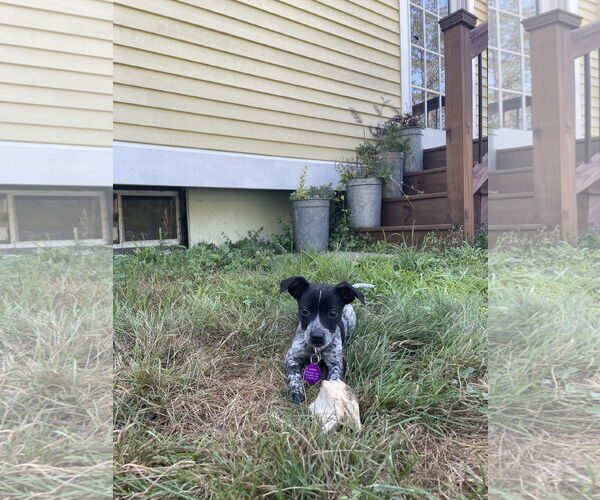 Medium Photo #3 Mutt Puppy For Sale in Garden City, NY, USA