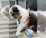 Small Photo #4 Australian Shepherd Puppy For Sale in ROCHESTER, NH, USA