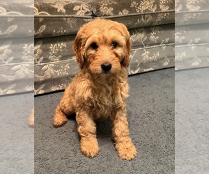 Goldendoodle Puppy for sale in VERGENNES, IL, USA